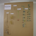 Museumsshop